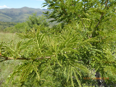 Vachellia natalitia