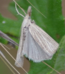 Pediasia luteella