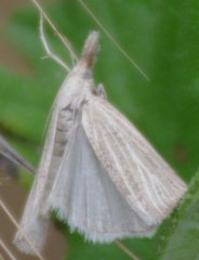 Pediasia luteella
