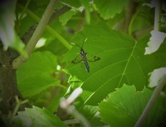 Synanthedon fatifera