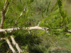 Vachellia natalitia