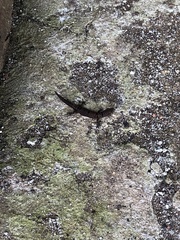 Sphaerodactylus homolepis