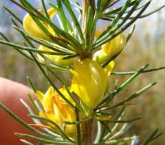 Aspalathus spinosa spinosa