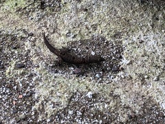 Sphaerodactylus homolepis