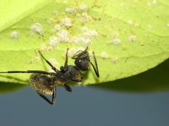 Camponotus mus