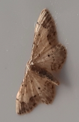 Idaea efflorata