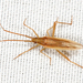 Three-spined Grass Bug - Photo (c) Tom Murray, some rights reserved (CC BY-NC), uploaded by Tom Murray
