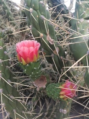 Austrocylindropuntia subulata