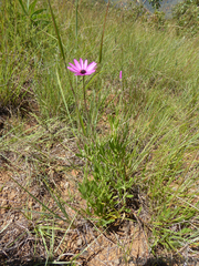 Dimorphotheca spectabilis