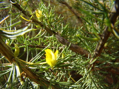 Aspalathus spinosa spinosa