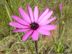 Dimorphotheca spectabilis