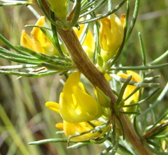 Aspalathus spinosa spinosa