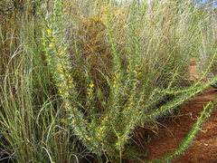 Aspalathus spinosa spinosa