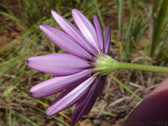 Dimorphotheca spectabilis