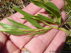 Dimorphotheca spectabilis