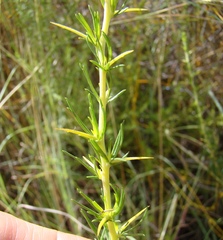 Aspalathus spinosa spinosa