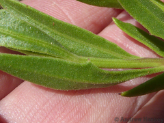 Dimorphotheca spectabilis