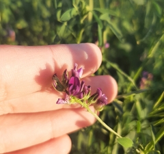 Medicago × varia