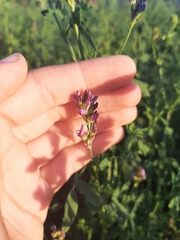 Medicago × varia