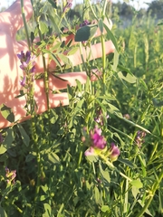 Medicago × varia
