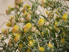 Anthyllis vulneraria