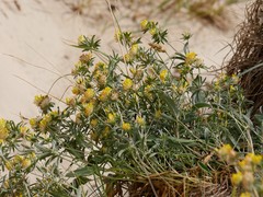 Anthyllis vulneraria