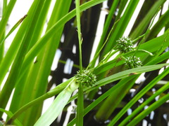 Sparganium erectum erectum