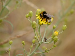 Bombus