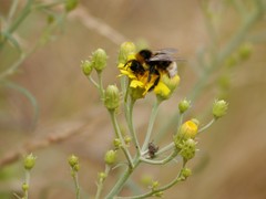 Bombus