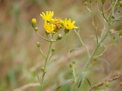 Hieracium umbellatum