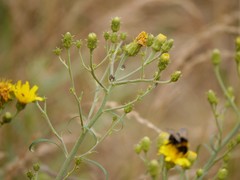 Hieracium umbellatum