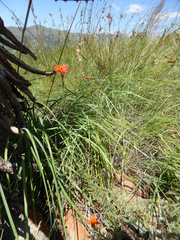 Lasiosiphon rubescens