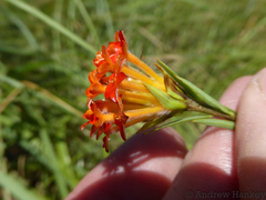 Lasiosiphon rubescens