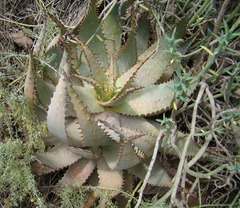 Aloe microstigma