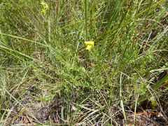 Pearsonia aristata