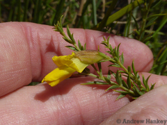 Pearsonia aristata
