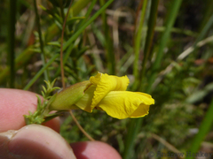 Pearsonia aristata