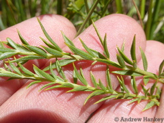 Pearsonia aristata