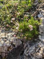 Asperula supina caespitans