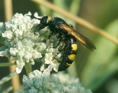 Scolia fuciformis