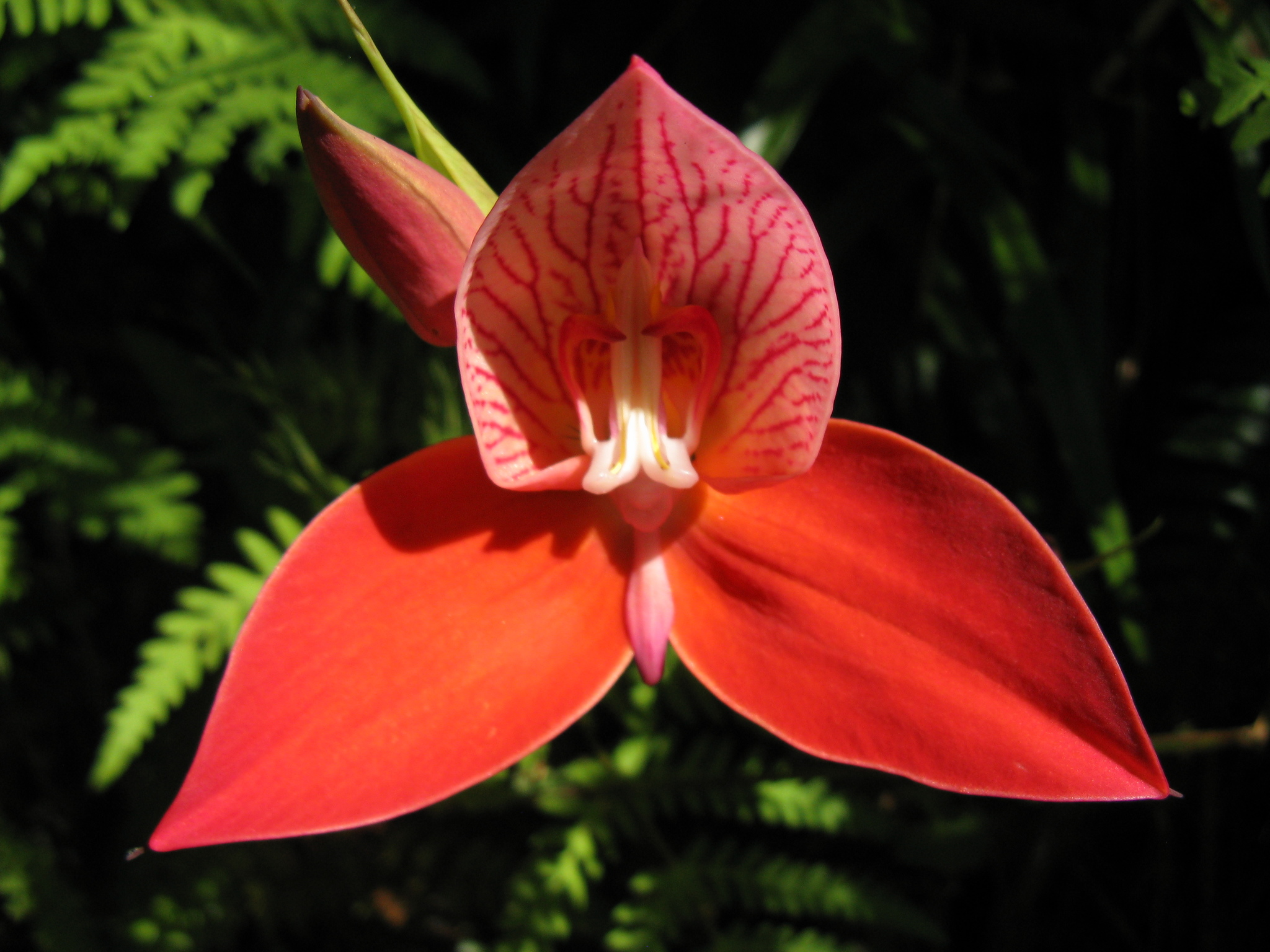 Disa