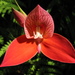 Red Disa - Photo (c) Niko Pax, some rights reserved (CC BY-NC-SA)