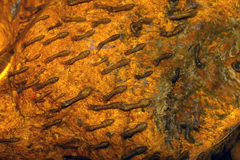 Austrosimulium