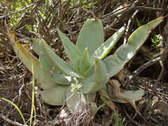 Aloe striata