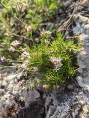 Asperula supina caespitans