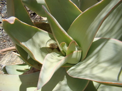 Aloe striata