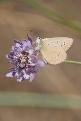 Polyommatus ripartii