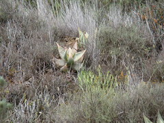 Aloe striata