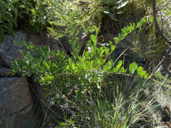 Gymnosporia glaucophylla