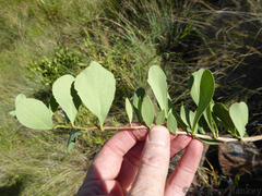 Gymnosporia glaucophylla